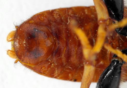 Réf. 313 236 : Trichiosoma aenescens