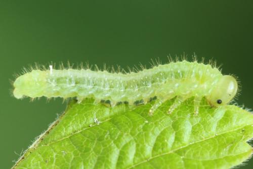 Réf. 313 329 : Arge cyanocrocea