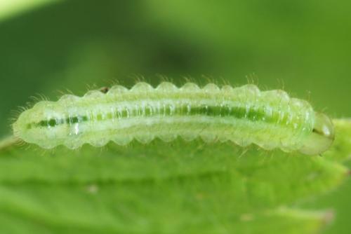 Réf. 313 330 : Arge cyanocrocea