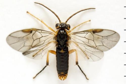 Réf. 313 899 : Pristiphora abietina