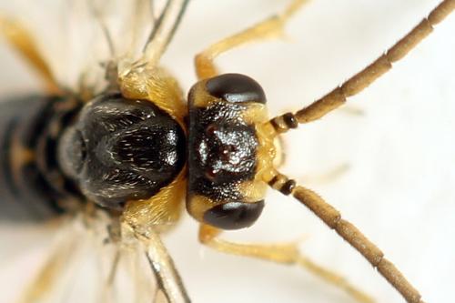 Réf. 313 903 : Pristiphora abietina