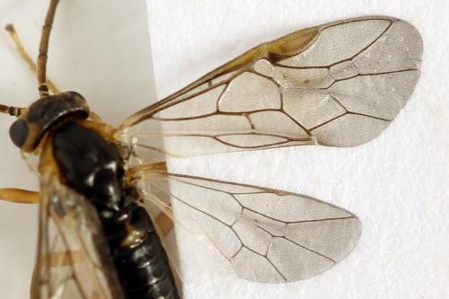 Réf. 313 904 : Pristiphora abietina