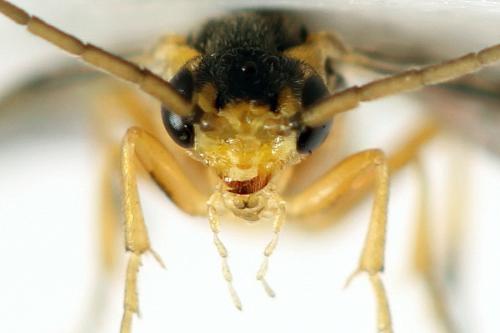 Réf. 313 906 : Pristiphora abietina
