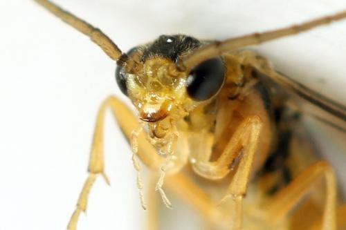 Réf. 313 907 : Pristiphora abietina