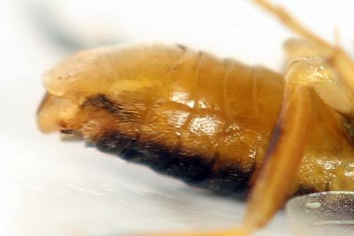 Réf. 313 908 : Pristiphora abietina