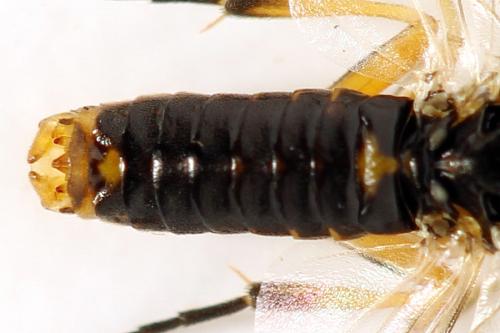 Réf. 313 910 : Pristiphora abietina