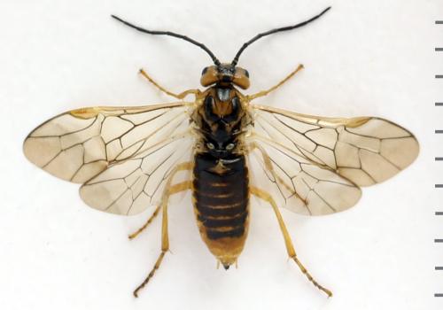 Réf. 313 240 : Euura clitellata