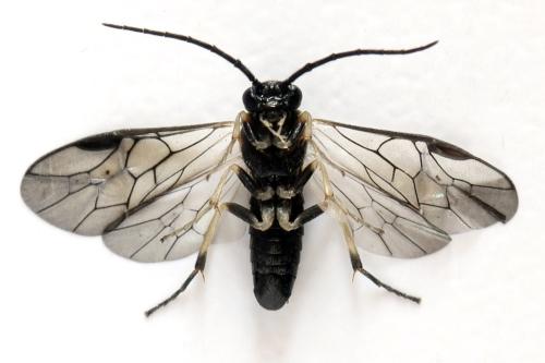 Réf. 313 936 : Pristiphora nigriceps