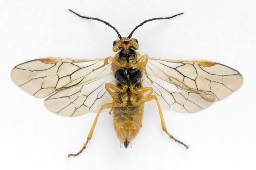 Réf. 313 241 : Euura clitellata