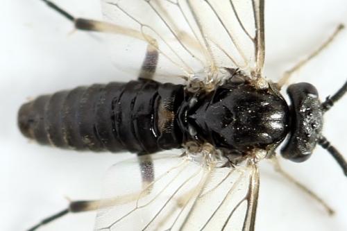 Réf. 313 937 : Pristiphora nigriceps