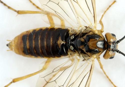 Réf. 313 242 : Euura clitellata