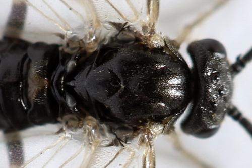 Réf. 313 938 : Pristiphora nigriceps