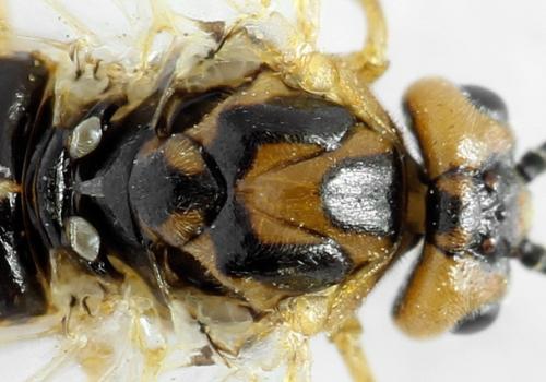 Réf. 313 243 : Euura clitellata