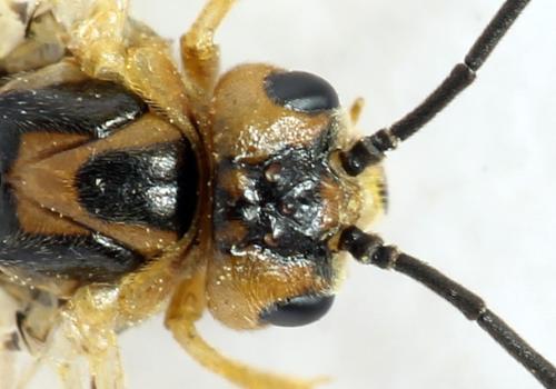 Réf. 313 244 : Euura clitellata