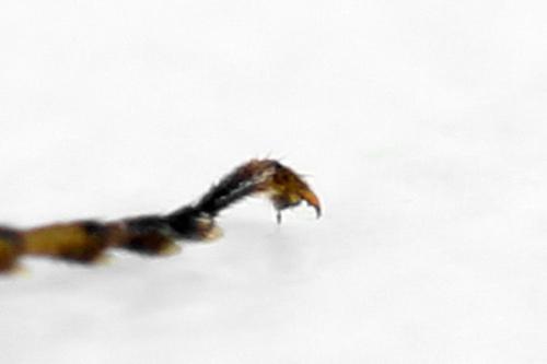 Réf. 313 245 : Euura clitellata