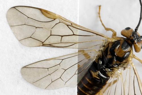 Réf. 313 247 : Euura clitellata