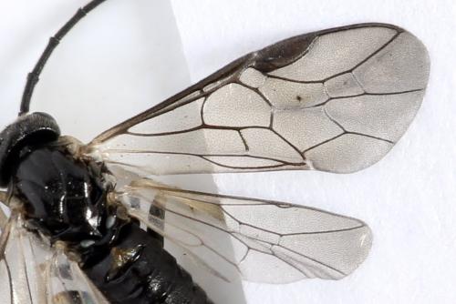 Réf. 313 940 : Pristiphora nigriceps