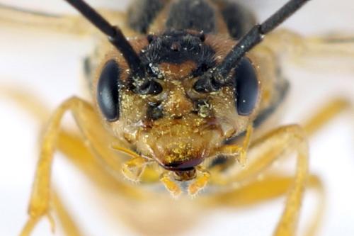 Réf. 313 249 : Euura clitellata