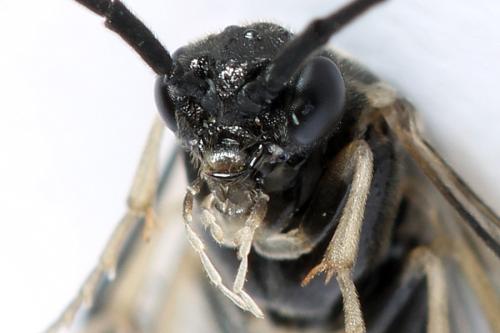 Réf. 313 942 : Pristiphora nigriceps