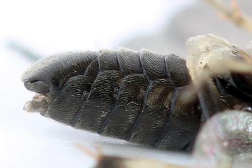 Réf. 313 943 : Pristiphora nigriceps