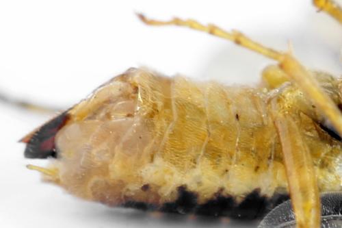 Réf. 313 251 : Euura clitellata