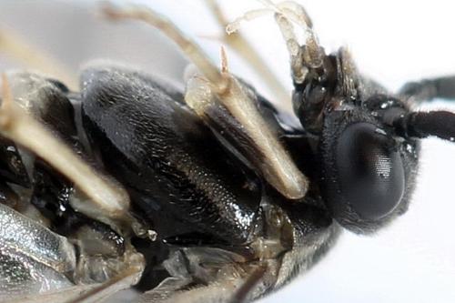 Réf. 313 944 : Pristiphora nigriceps