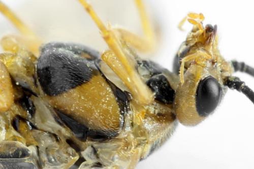 Réf. 313 252 : Euura clitellata