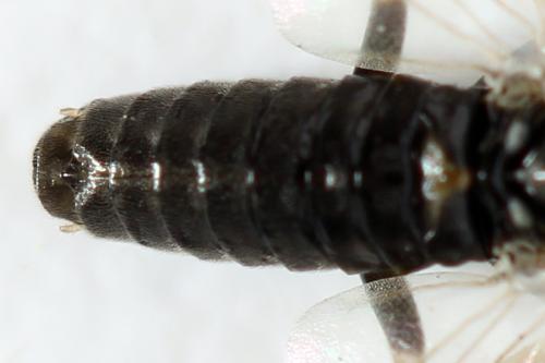 Réf. 313 945 : Pristiphora nigriceps