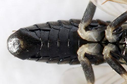 Réf. 313 946 : Pristiphora nigriceps