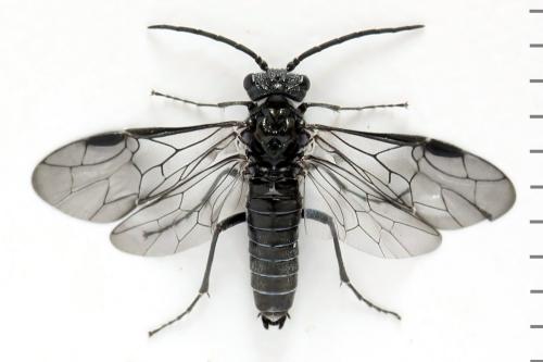 Dolerus sanguinicollis