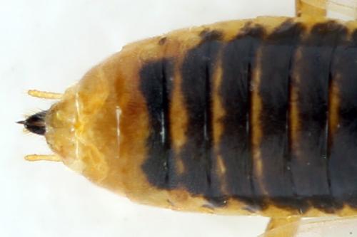 Réf. 313 253 : Euura clitellata