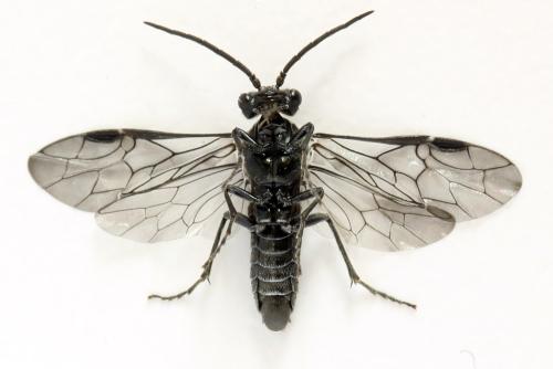 Dolerus sanguinicollis