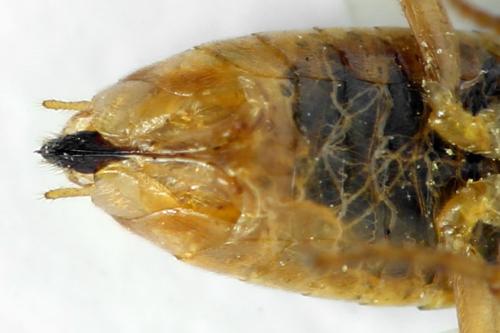 Réf. 313 254 : Euura clitellata