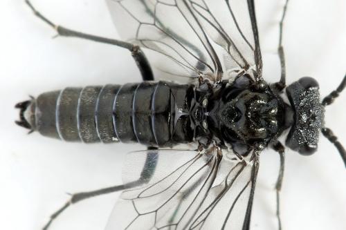 Dolerus sanguinicollis