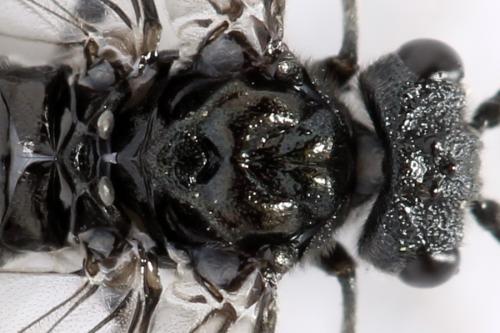 Dolerus sanguinicollis