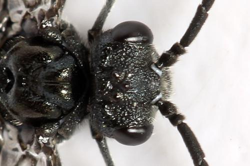 Dolerus sanguinicollis