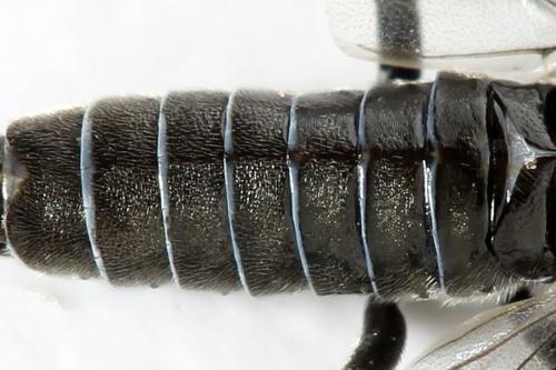 Dolerus sanguinicollis