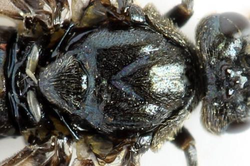 Réf. 313 304 : Arge fuscipes