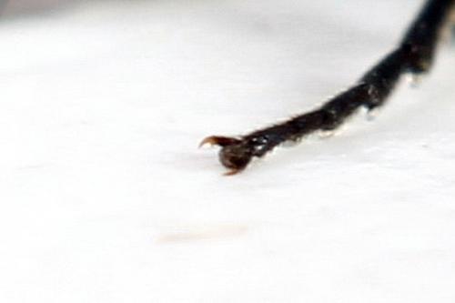 Dolerus sanguinicollis