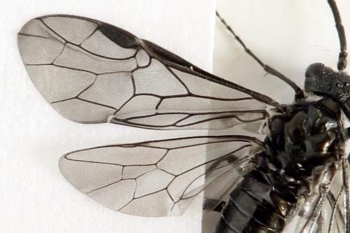 Dolerus sanguinicollis