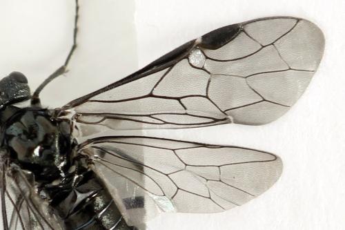 Dolerus sanguinicollis
