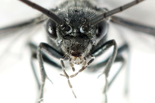 Dolerus sanguinicollis