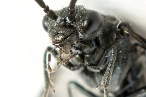 Dolerus sanguinicollis