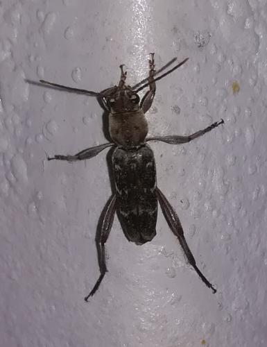 Xylotrechus stebbingi