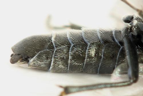 Dolerus sanguinicollis