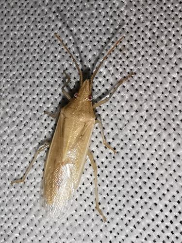 Mecidea lindbergi