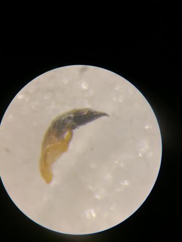 Oulema gallaeciana