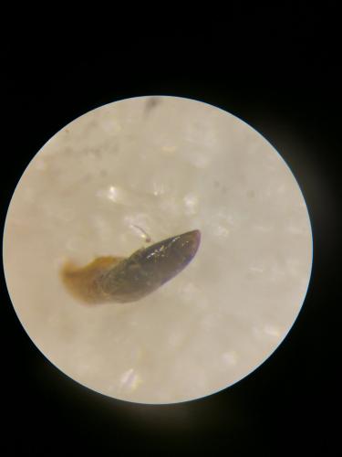 Réf. 313 826 : Oulema gallaeciana