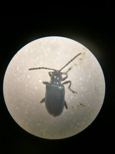 Oulema gallaeciana