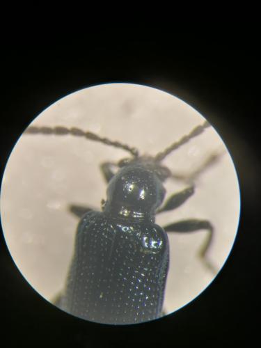 Réf. 313 823 : Oulema gallaeciana